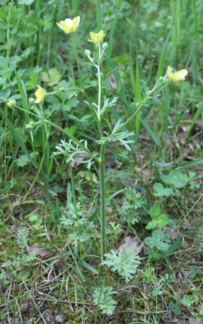 Ranunculus cicutarius photo 3