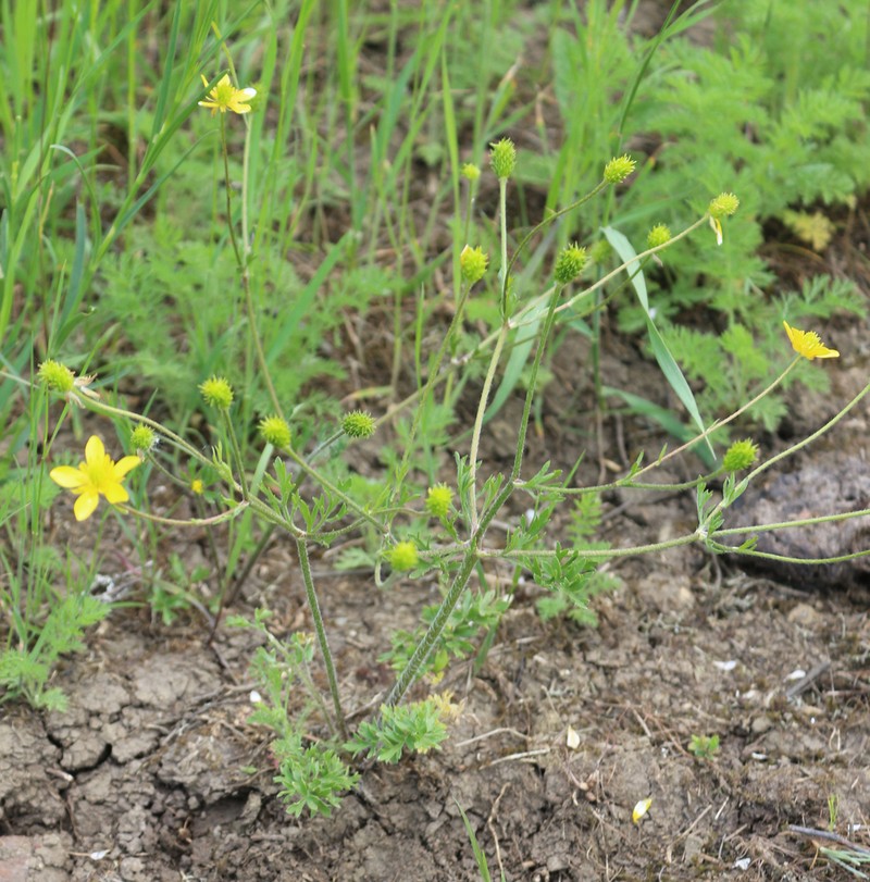 Ranunculus cicutarius photo 4