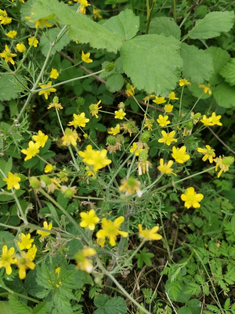 Ranunculus cicutarius photo 5