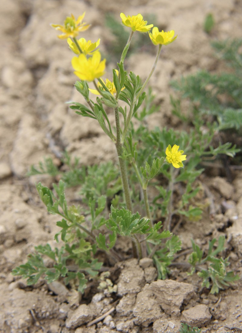 Ranunculus cicutarius photo 6