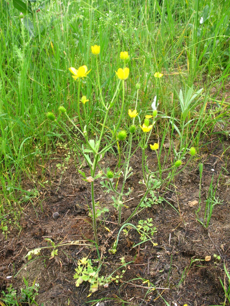 Ranunculus cicutarius photo 7