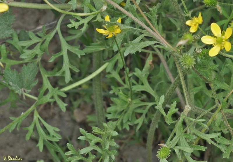 Ranunculus cicutarius photo 8