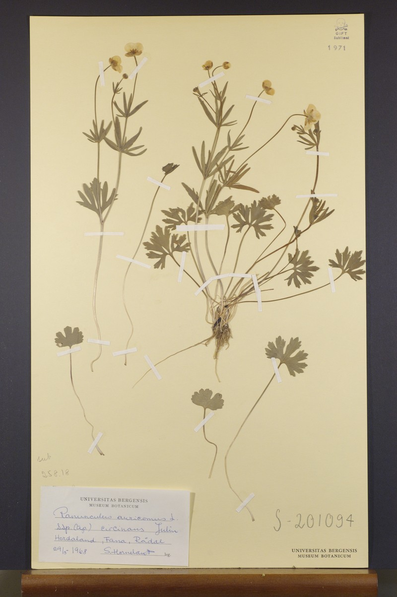Ranunculus circinans