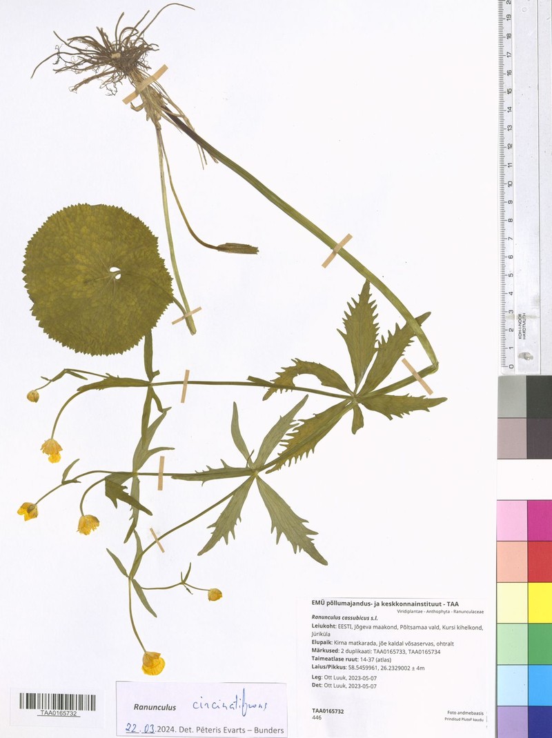 Ranunculus circinatifrons photo 2