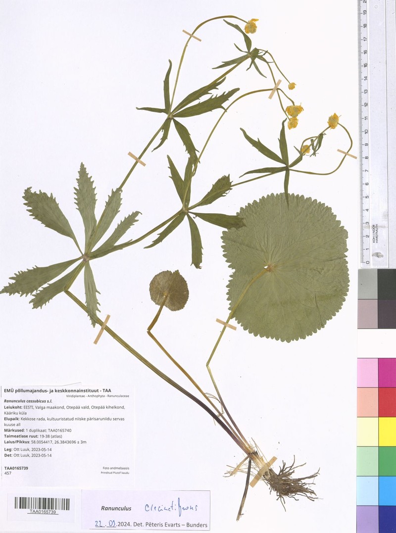 Ranunculus circinatifrons photo 3