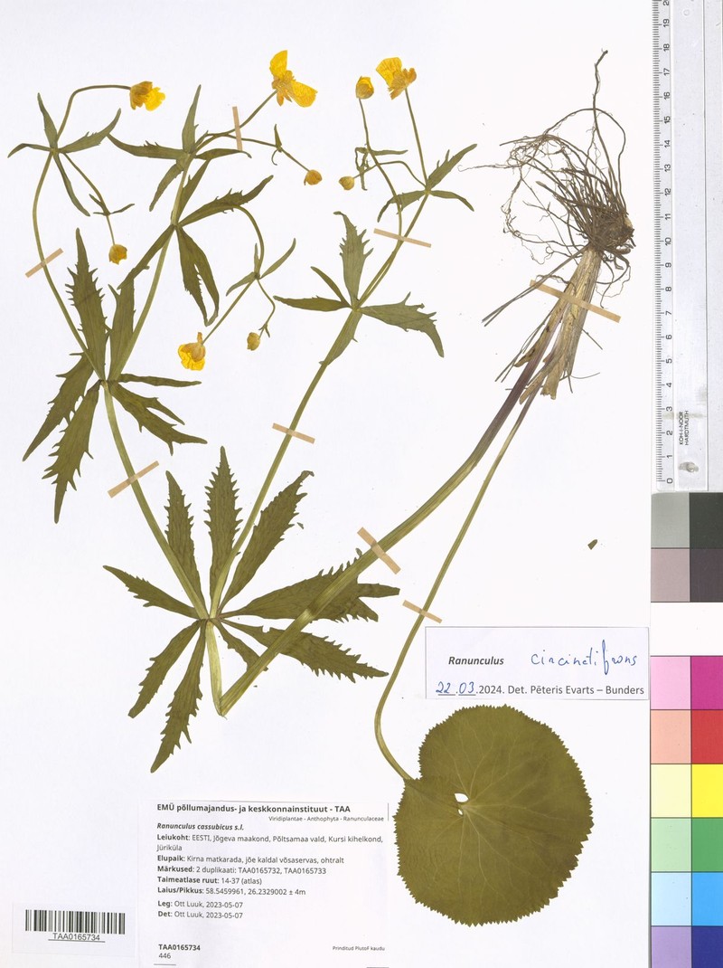 Ranunculus circinatifrons photo 4