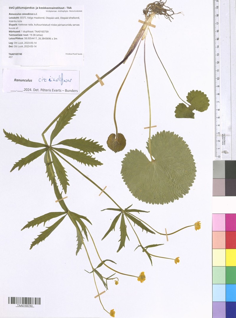 Ranunculus circinatifrons photo 5