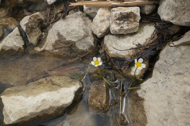Ranunculus circinatus photo 2