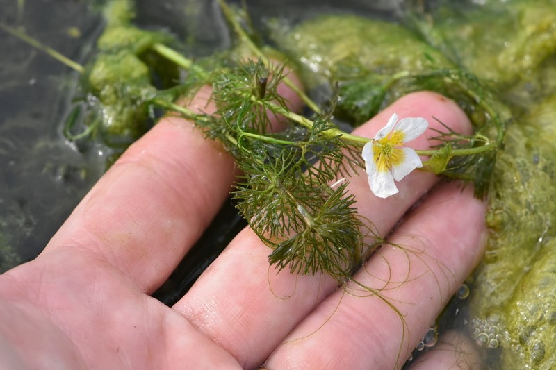 Ranunculus circinatus photo 4