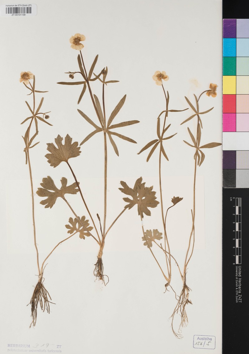Ranunculus clavicornis