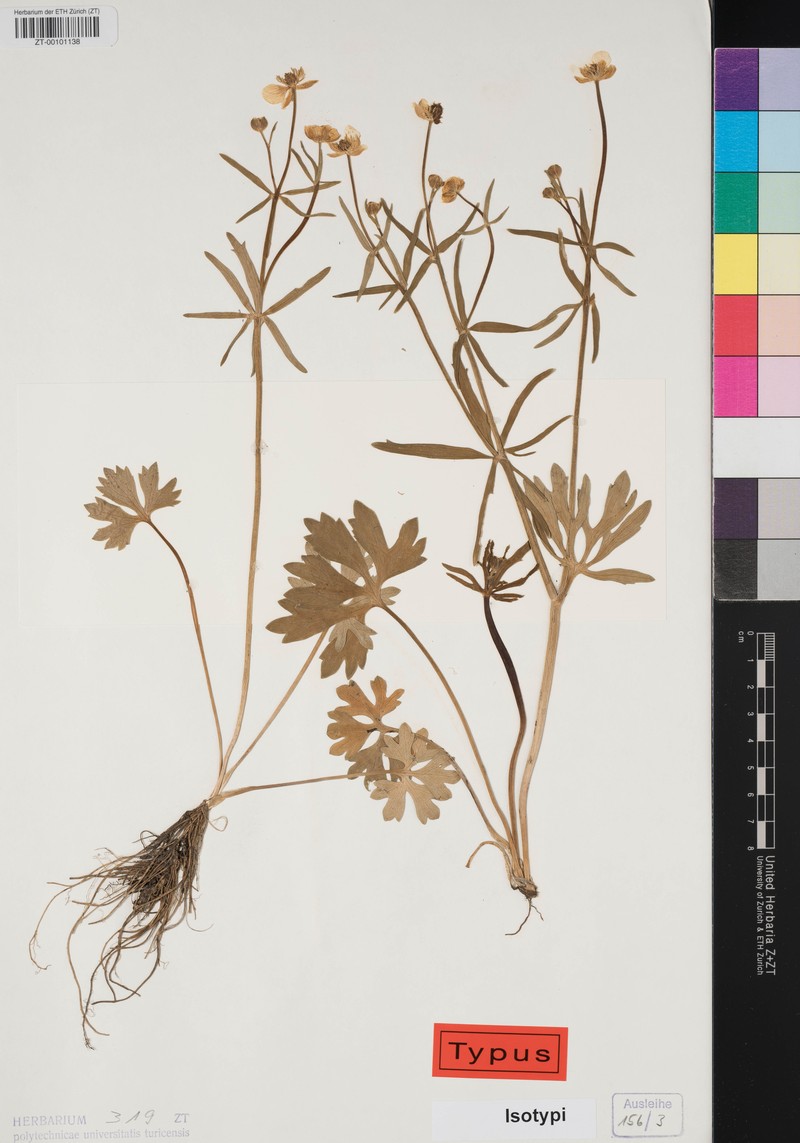 Ranunculus clavicornis photo 2