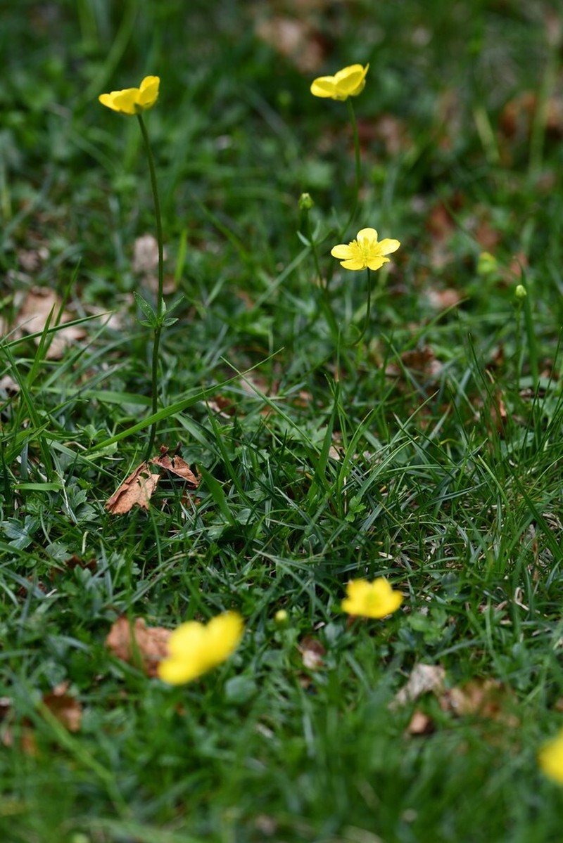 Ranunculus clethrophilus