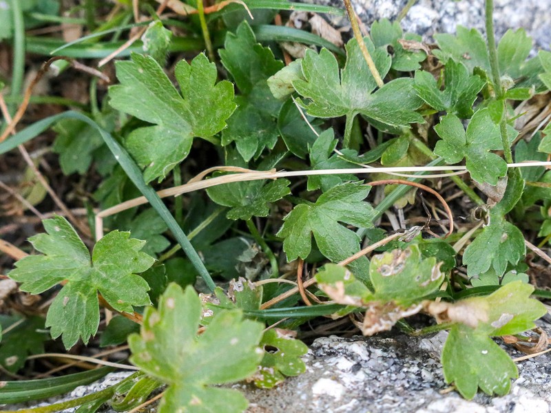 Ranunculus clethrophilus photo 2