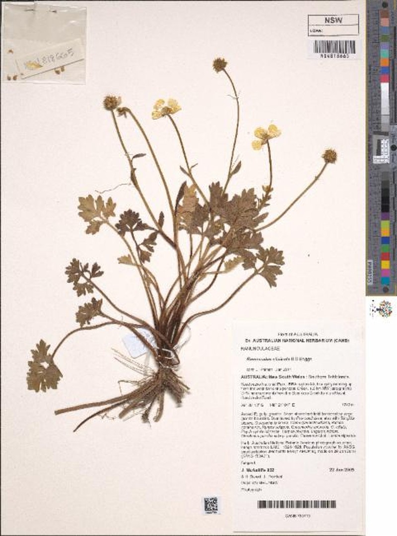 Ranunculus clivicola