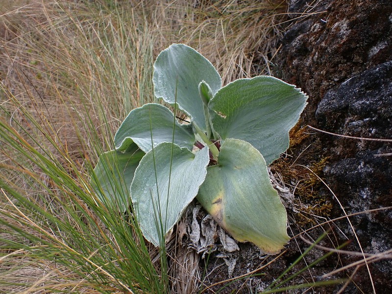 Ranunculus clypeatus