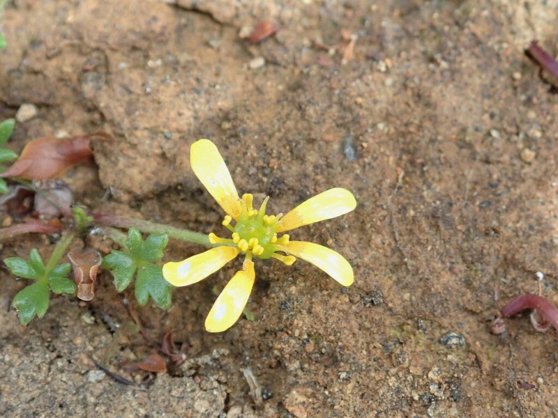 Ranunculus collinus