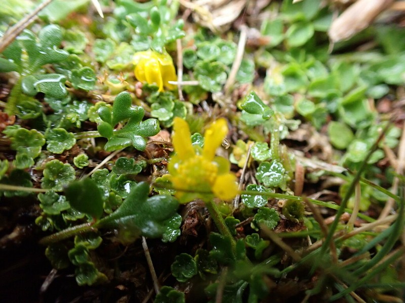 Ranunculus collinus photo 2