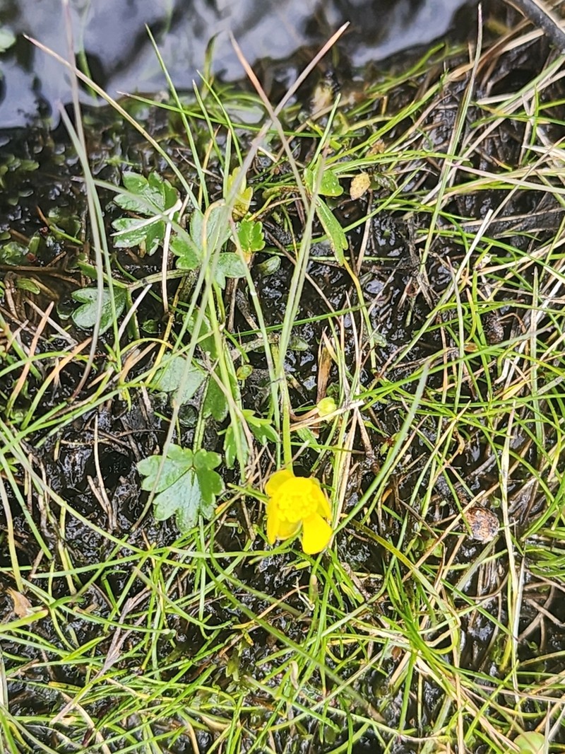Ranunculus collinus photo 3