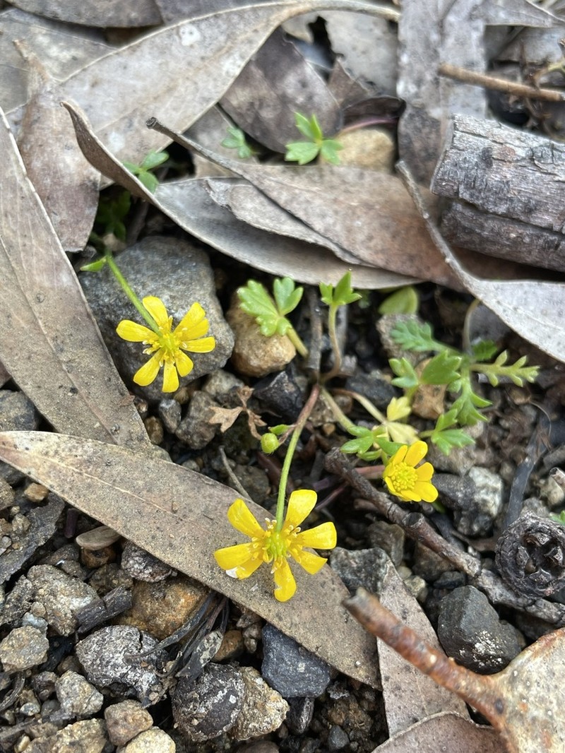Ranunculus collinus photo 4