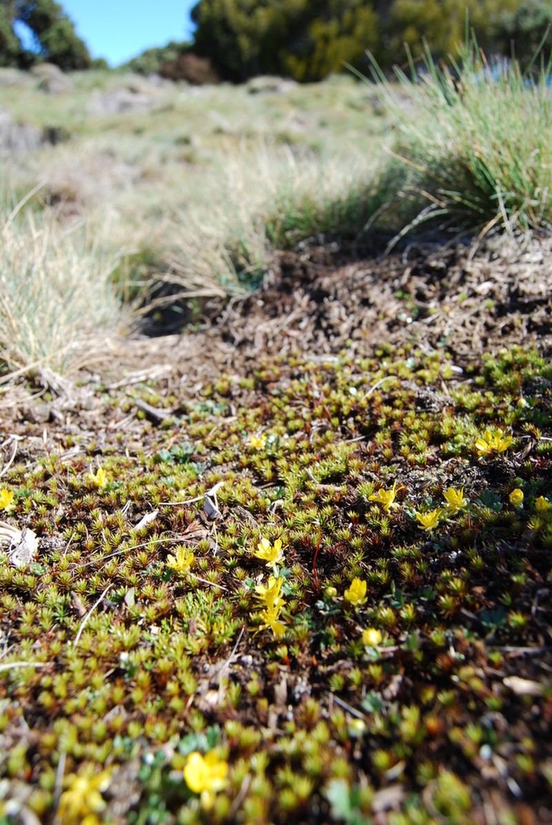 Ranunculus collinus photo 5