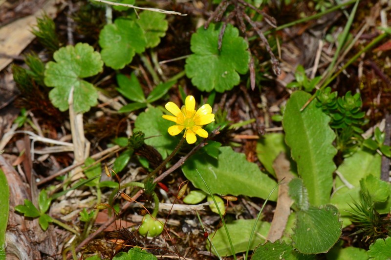 Ranunculus collinus photo 6