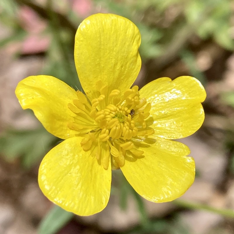 Ranunculus colonorum