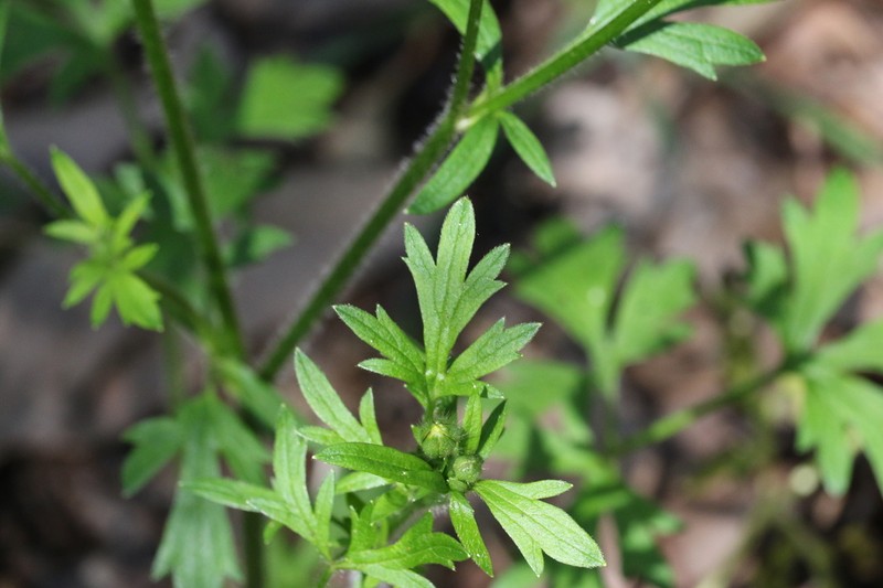Ranunculus colonorum photo 2