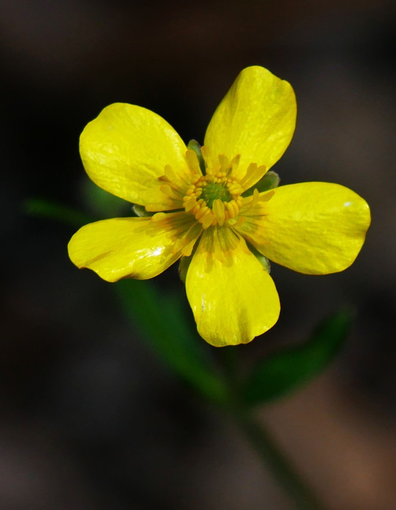 Ranunculus colonorum photo 3