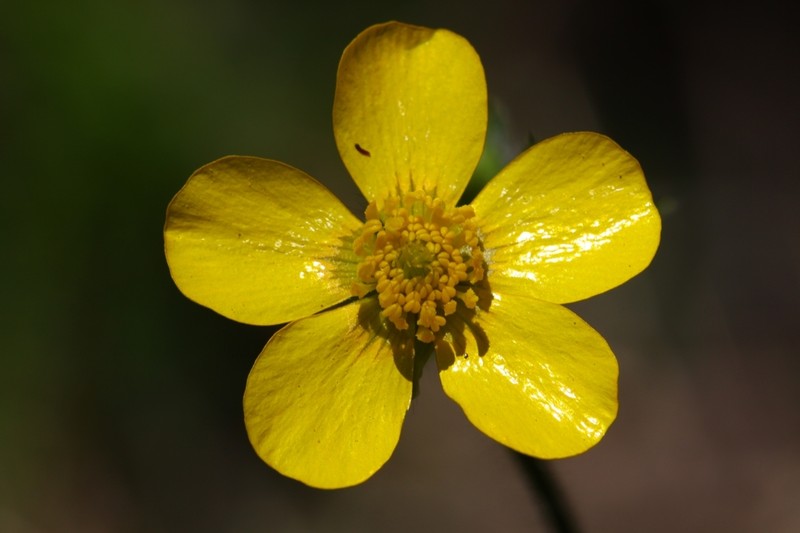 Ranunculus colonorum photo 4