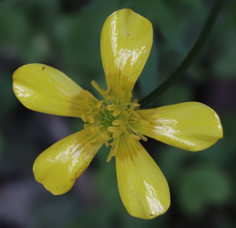 Ranunculus colonorum photo 5