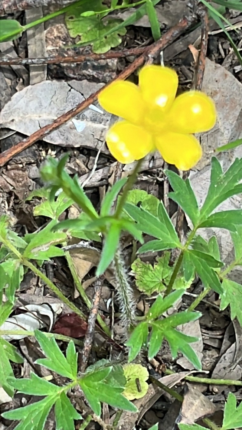 Ranunculus colonorum photo 6