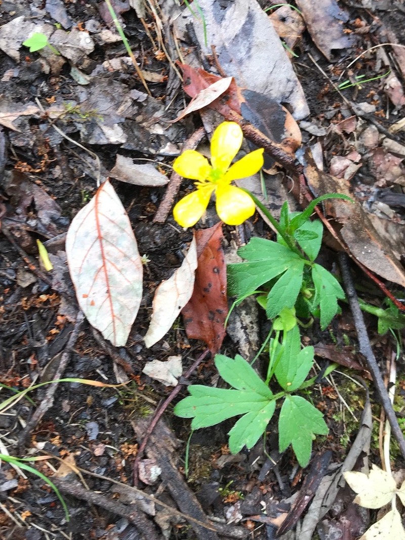 Ranunculus colonorum photo 7