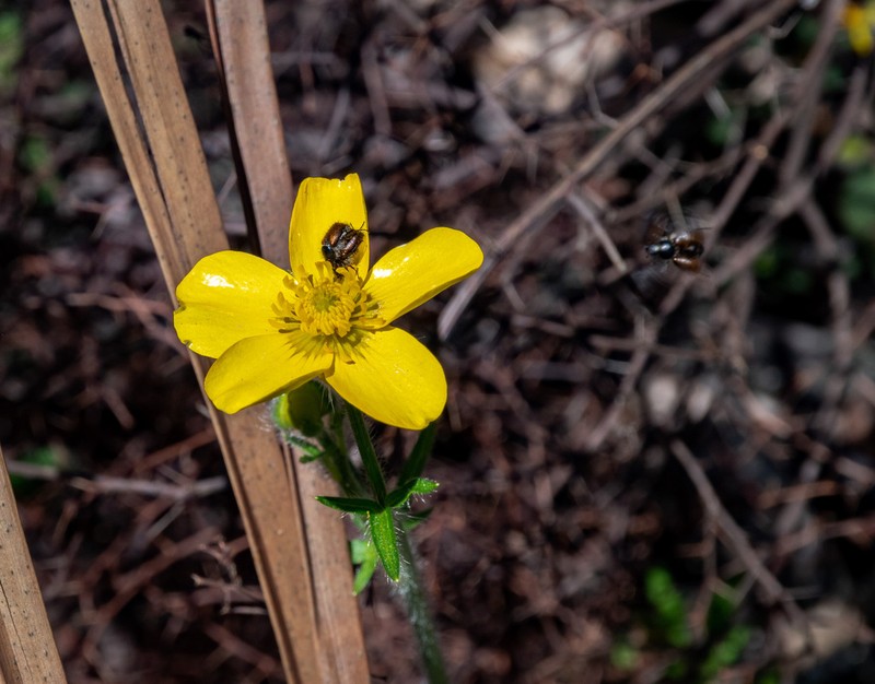 Ranunculus colonorum photo 8