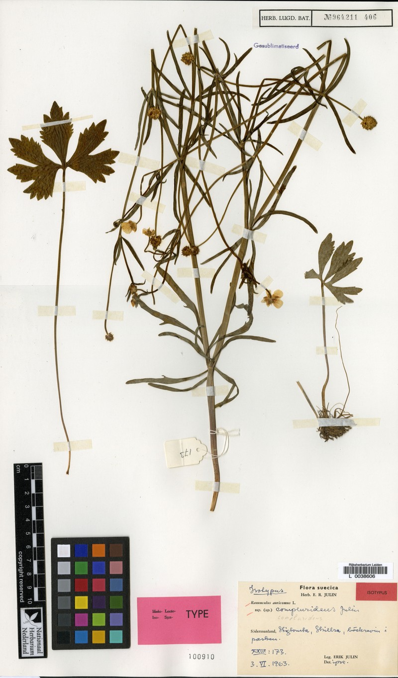 Ranunculus compluridens