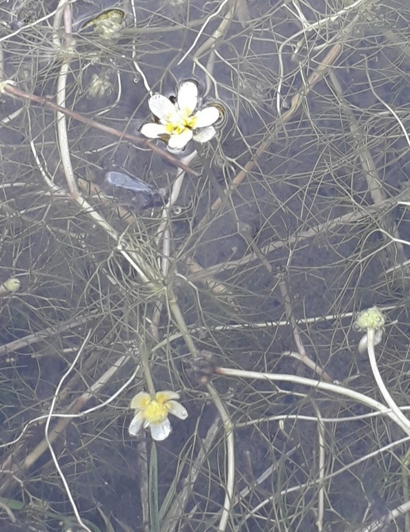 Ranunculus confervoides