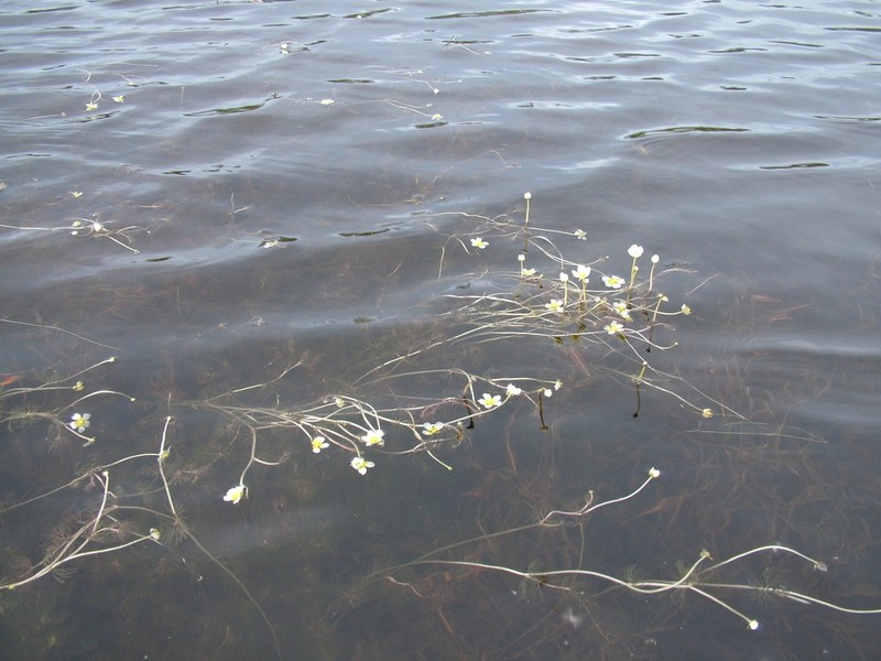Ranunculus confervoides photo 2