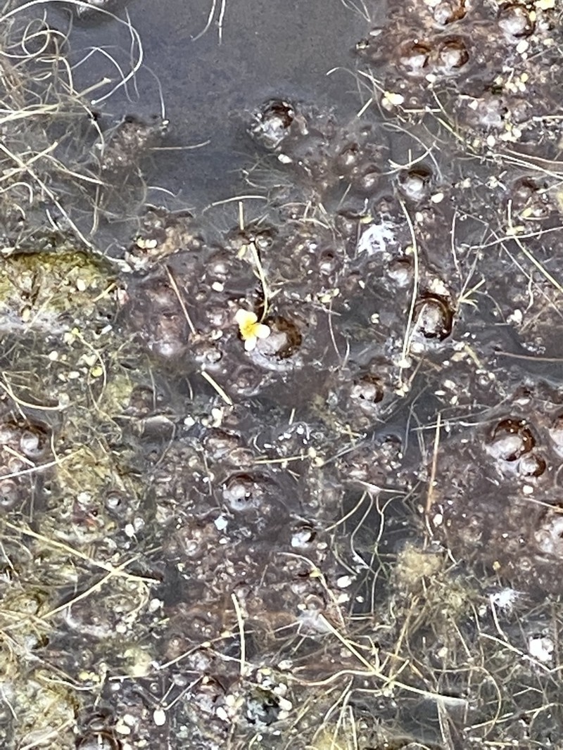 Ranunculus confervoides photo 3