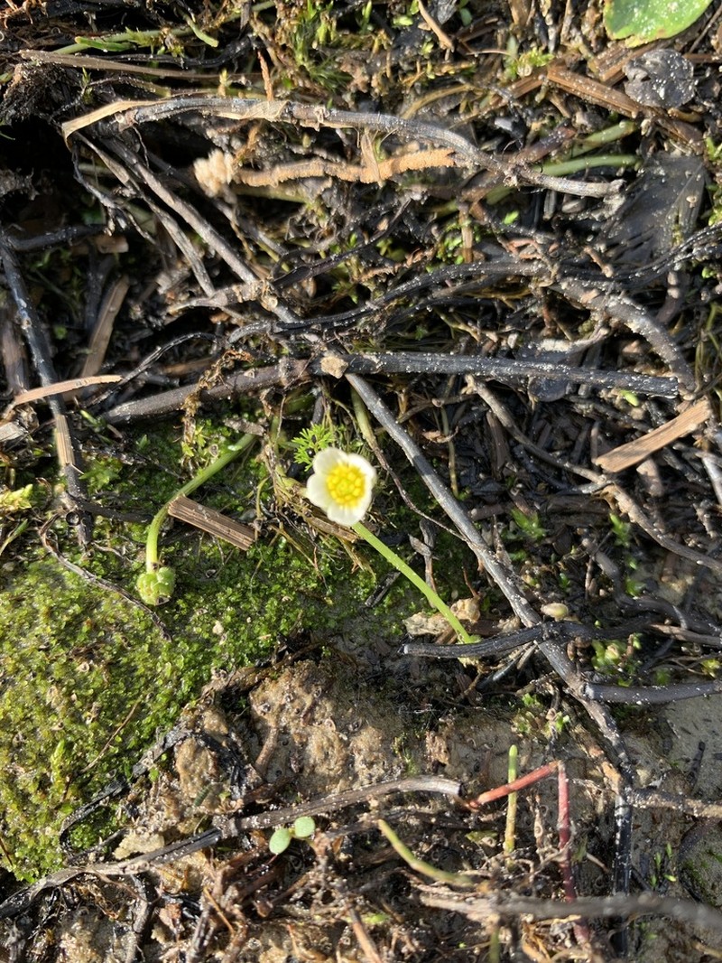 Ranunculus confervoides photo 4