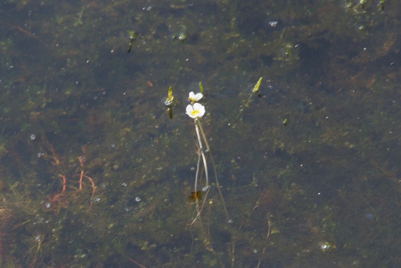 Ranunculus confervoides photo 5