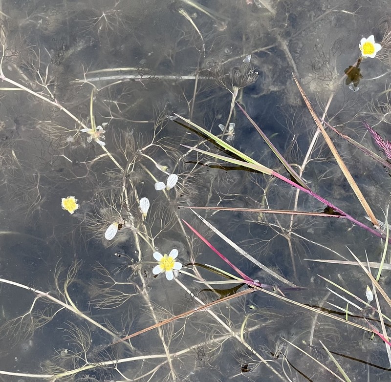 Ranunculus confervoides photo 7