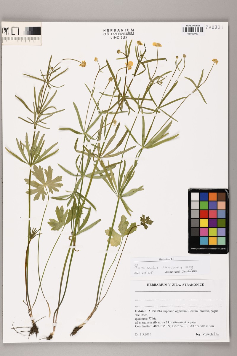Ranunculus connivens