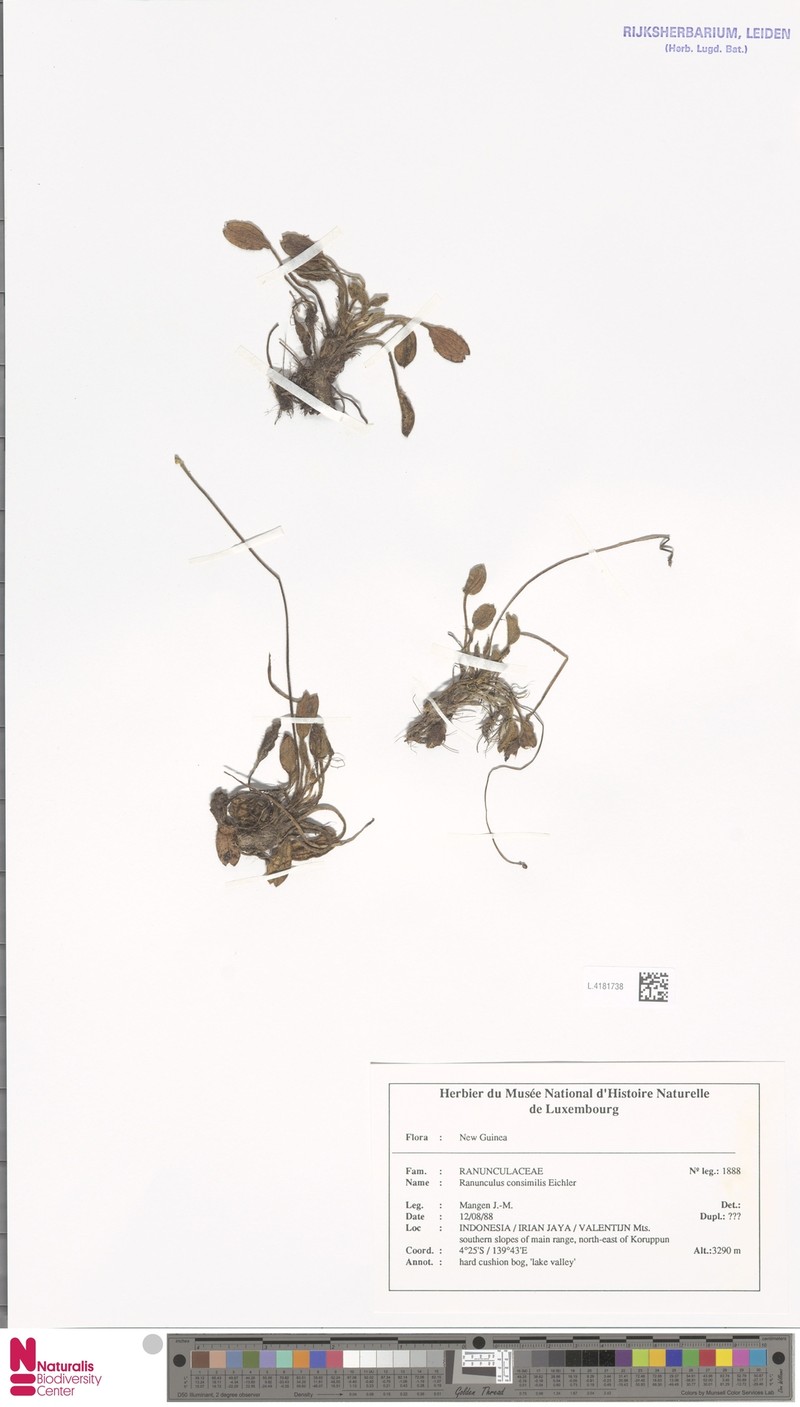 Ranunculus consimilis