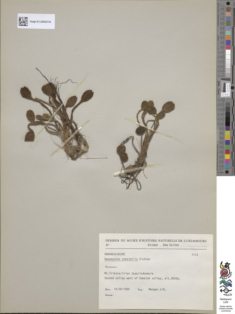 Ranunculus consimilis photo 3