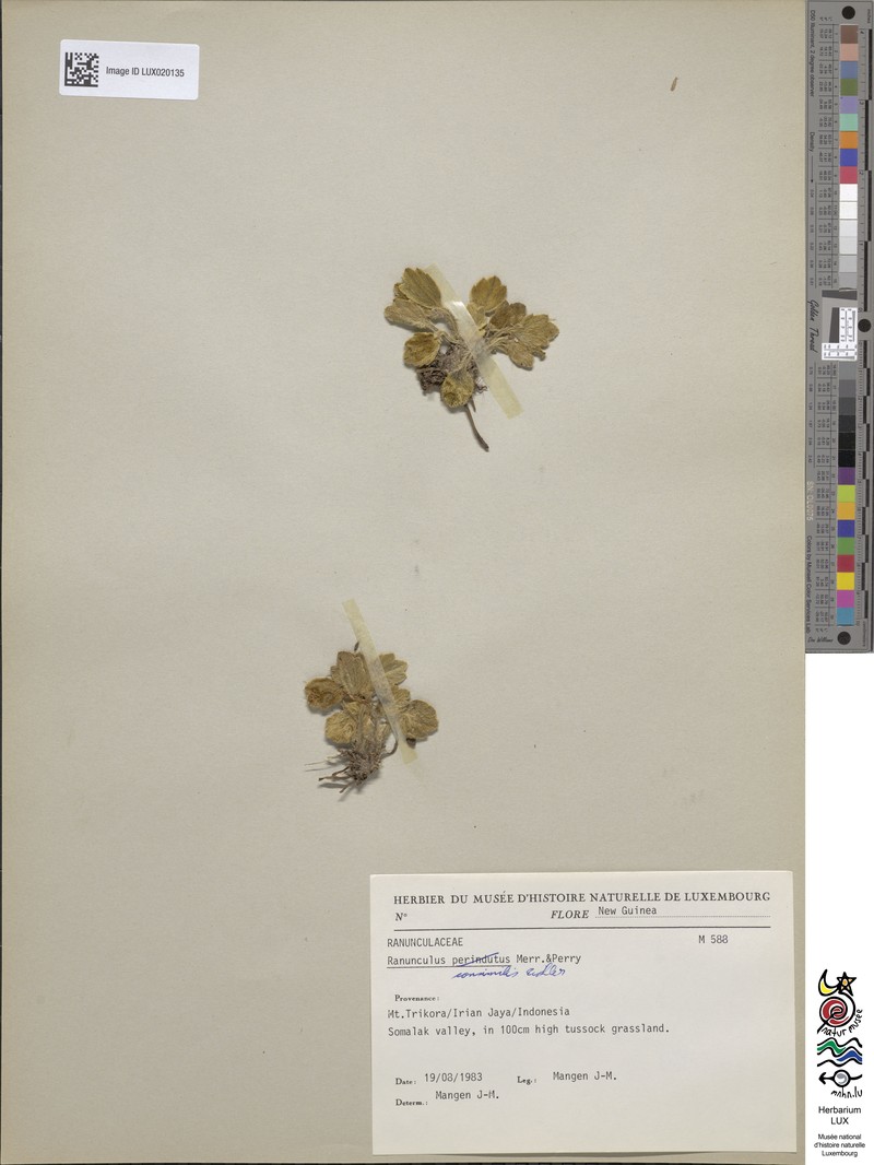 Ranunculus consimilis photo 4