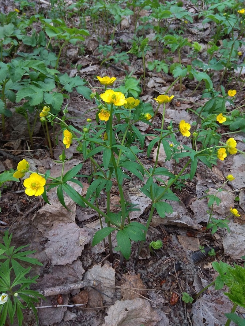Ranunculus conspicuus