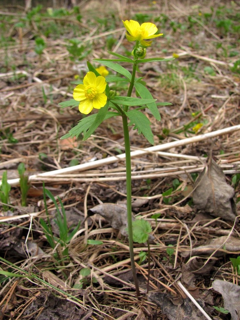Ranunculus conspicuus photo 2