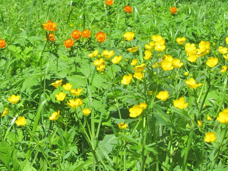 Ranunculus conspicuus photo 4