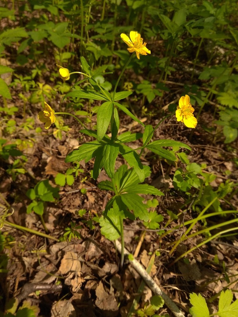 Ranunculus conspicuus photo 5