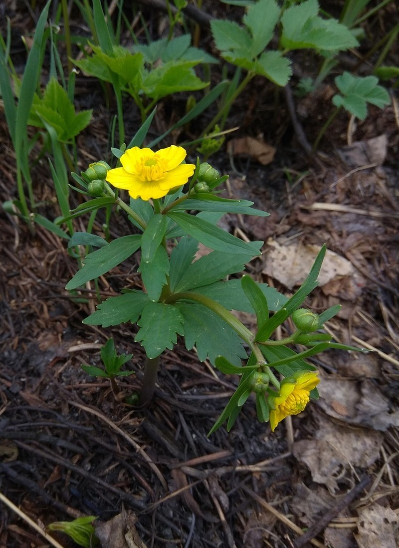Ranunculus conspicuus photo 6