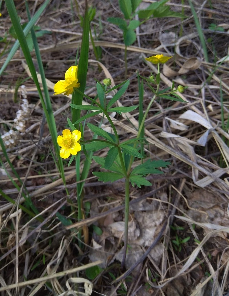 Ranunculus conspicuus photo 7